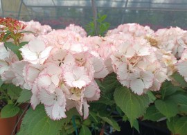hydrangea-cocktail (6)